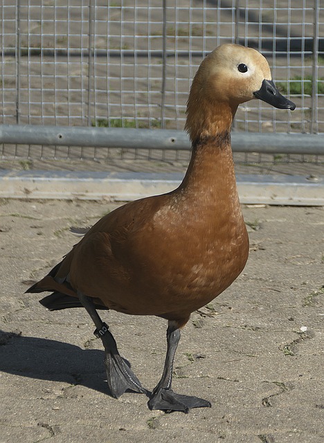 佳证明